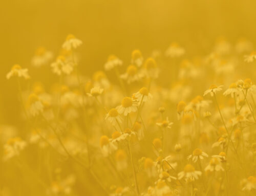 5 Oasi fiorite per la biodiversità: torna +API!